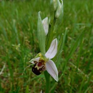 Photographie n°767768 du taxon Ophrys apifera Huds. [1762]