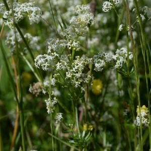 Photographie n°767777 du taxon Galium album Mill. [1768]