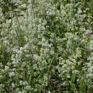 Photographie n°767778 du taxon Galium album Mill. [1768]