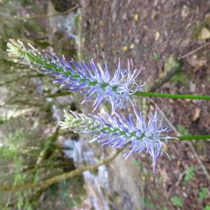 Photographie n°767782 du taxon Phyteuma spicatum L. [1753]