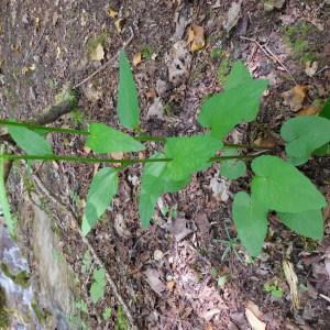 Photographie n°767783 du taxon Phyteuma spicatum L. [1753]