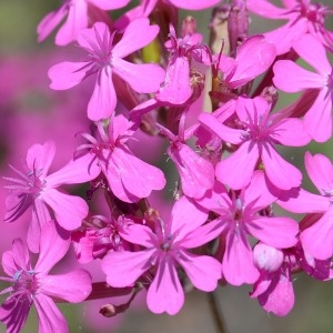 Photographie n°767791 du taxon Atocion armeria (L.) Raf. [1840]