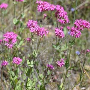 Photographie n°767792 du taxon Atocion armeria (L.) Raf. [1840]