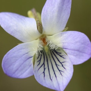 Photographie n°767910 du taxon Viola lactea Sm. [1798]