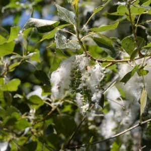 Photographie n°767915 du taxon Populus nigra L. [1753]