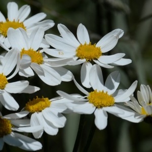 Photographie n°767918 du taxon Tanacetum corymbosum (L.) Sch.Bip. [1844]