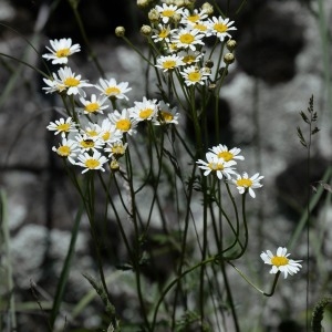 Photographie n°767919 du taxon Tanacetum corymbosum (L.) Sch.Bip. [1844]