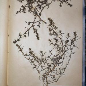 Photographie n°767956 du taxon Salsola kali L. [1753]