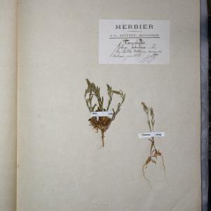 Photographie n°767957 du taxon Silene conica L. [1753]