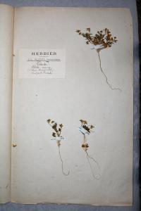 Herbier GUITTOT, le 21 avril 1882 (Olonne-sur-Mer (Olonne))