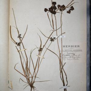 Photographie n°767965 du taxon Cyperus fuscus L. [1753]