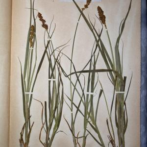 Photographie n°767992 du taxon Carex vulpina L. [1753]