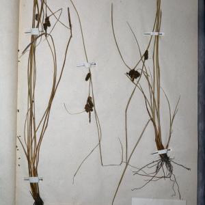 Photographie n°767994 du taxon Carex extensa Gooden. [1794]