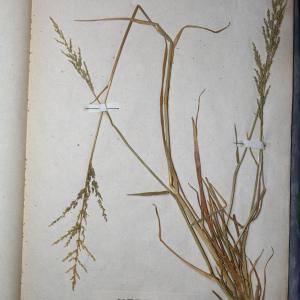 Photographie n°768011 du taxon Glyceria distans (Jacq.) Wahlenb. [1820]