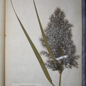 Photographie n°768013 du taxon Phragmites communis Trin. [1820]