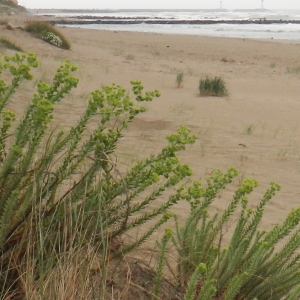 Photographie n°768026 du taxon Euphorbia paralias L. [1753]