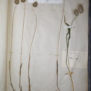 Photographie n°768043 du taxon Lagurus ovatus L. [1753]