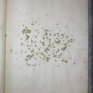 Photographie n°768044 du taxon Lemna gibba L. [1753]