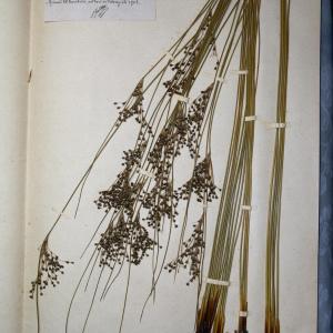 Photographie n°768052 du taxon Juncus glaucus Ehrh. ex Sibth. [1794]