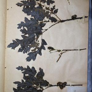 Photographie n°768073 du taxon Quercus cerris L. [1753]