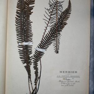 Photographie n°768099 du taxon Blechnum spicant (L.) Roth [1794]