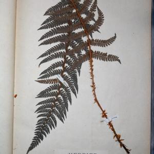 Photographie n°768108 du taxon Aspidium angulare Kit. ex Willd. [1810]