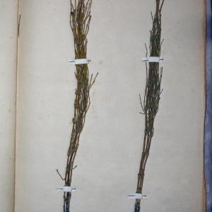Photographie n°768124 du taxon Equisetum palustre L. [1753]