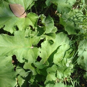 Photographie n°768136 du taxon Arctium lappa L. [1753]