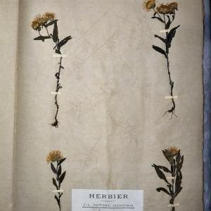 Photographie n°768142 du taxon Inula britannica L. [1753]