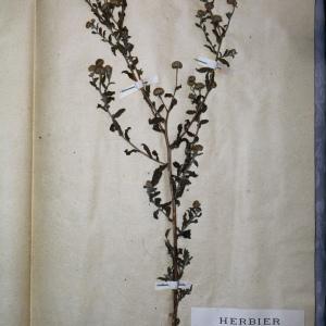Photographie n°768143 du taxon Inula pulicaria L. [1753]