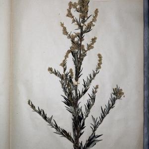 Photographie n°768153 du taxon Artemisia vulgaris L. [1753]