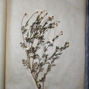 Photographie n°768157 du taxon Anthemis cotula L. [1753]