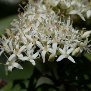 Photographie n°768189 du taxon Cornus sanguinea L. [1753]