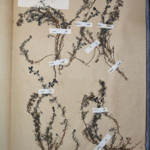 Photographie n°768190 du taxon Galium verum L. [1753]