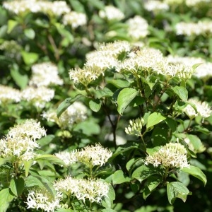 Photographie n°768192 du taxon Cornus sanguinea L. [1753]