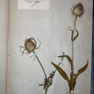 Photographie n°768196 du taxon Dipsacus sylvestris Mill. [1768]