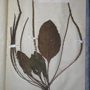 Photographie n°768237 du taxon Plantago major L. [1753]