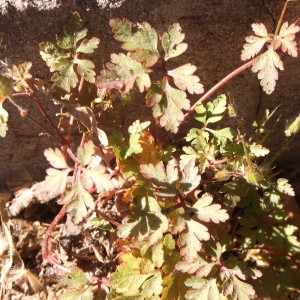 Photographie n°768238 du taxon Geranium robertianum L. [1753]