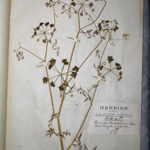 Photographie n°768253 du taxon Oenanthe phellandrium Lam. [1779]