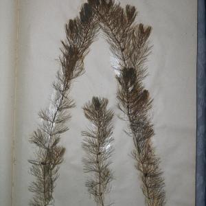 Photographie n°768284 du taxon Ceratophyllum submersum L. [1763]