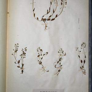 Photographie n°768305 du taxon Thlaspi perfoliatum L. [1753]