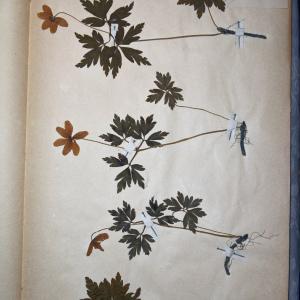 Photographie n°768319 du taxon Anemone nemorosa L. [1753]