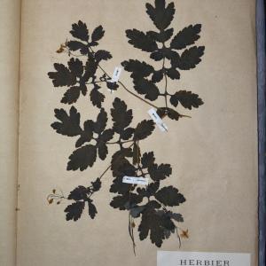 Photographie n°768325 du taxon Chelidonium majus L. [1753]
