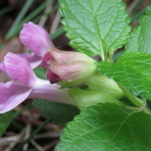 Photographie n°768556 du taxon Melittis melissophyllum L.