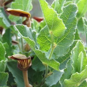 Photographie n°768587 du taxon Aristolochia pistolochia L. [1753]