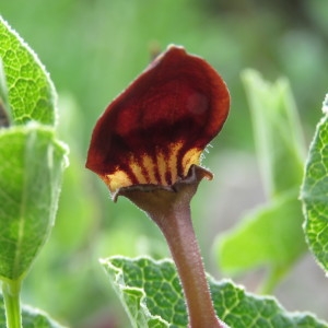 Photographie n°768589 du taxon Aristolochia pistolochia L. [1753]