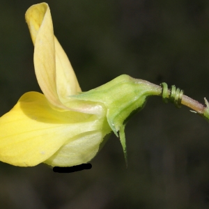 Photographie n°768612 du taxon Lathyrus annuus L. [1753]