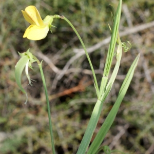 Photographie n°768613 du taxon Lathyrus annuus L. [1753]