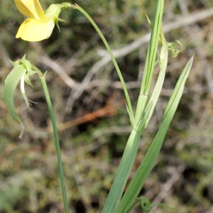 Photographie n°768614 du taxon Lathyrus annuus L. [1753]