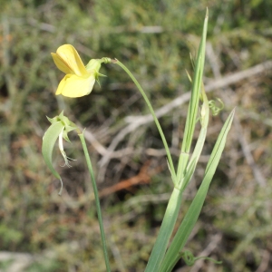 Photographie n°768615 du taxon Lathyrus annuus L. [1753]